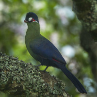 Hartlaub's Turaco